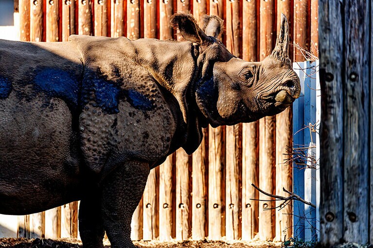 凛々しい姿のゴポン。