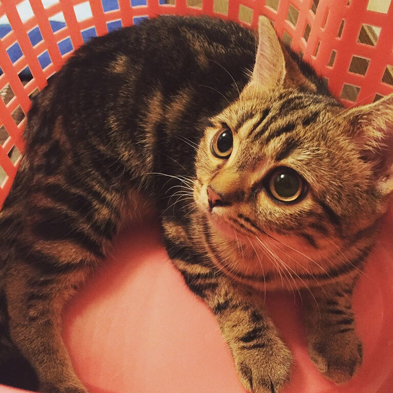 トム ♂ 6歳。このピンクのカゴは我が家で30年以上使っている洗濯カゴです。この中で寝るのが大好きで、とうとうトムの寝床となってしまったので我が家の洗濯カゴを買い替えました！笑