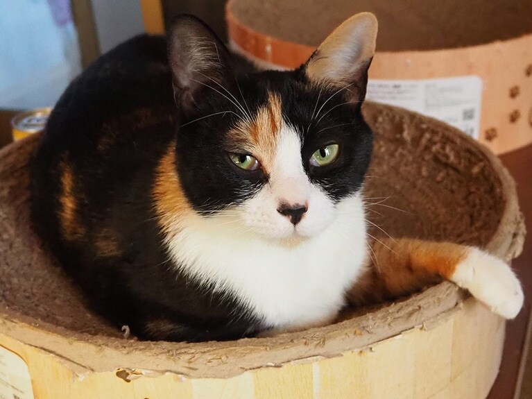 さくら ♀ 2歳。さくらが妊娠をしたことをきっかけに少しでも思い出に残る写真を残したくてカメラをミラーレスカメラを購入したので休んでいる時に話しかけた所カメラ目線になってくれたので急いでカメラを向けました(笑) よく返事をしてくれる我が家の自慢のアイドルです！