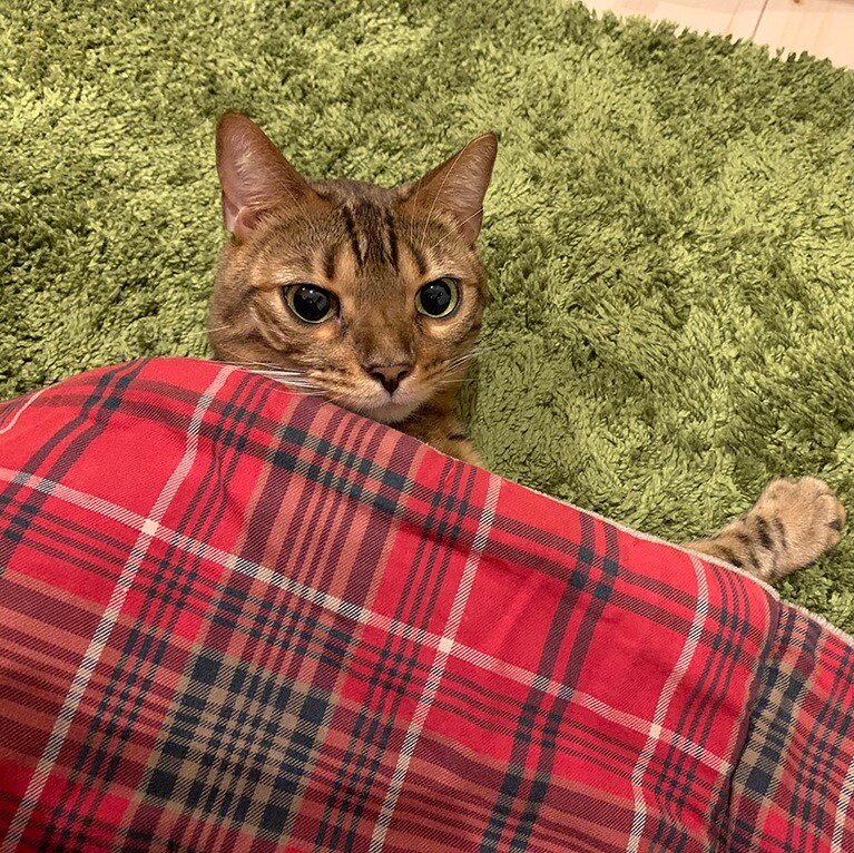 ヒョウ助 ♂ 3歳。コタツで寝てたけど暑すぎました…というシーンです。