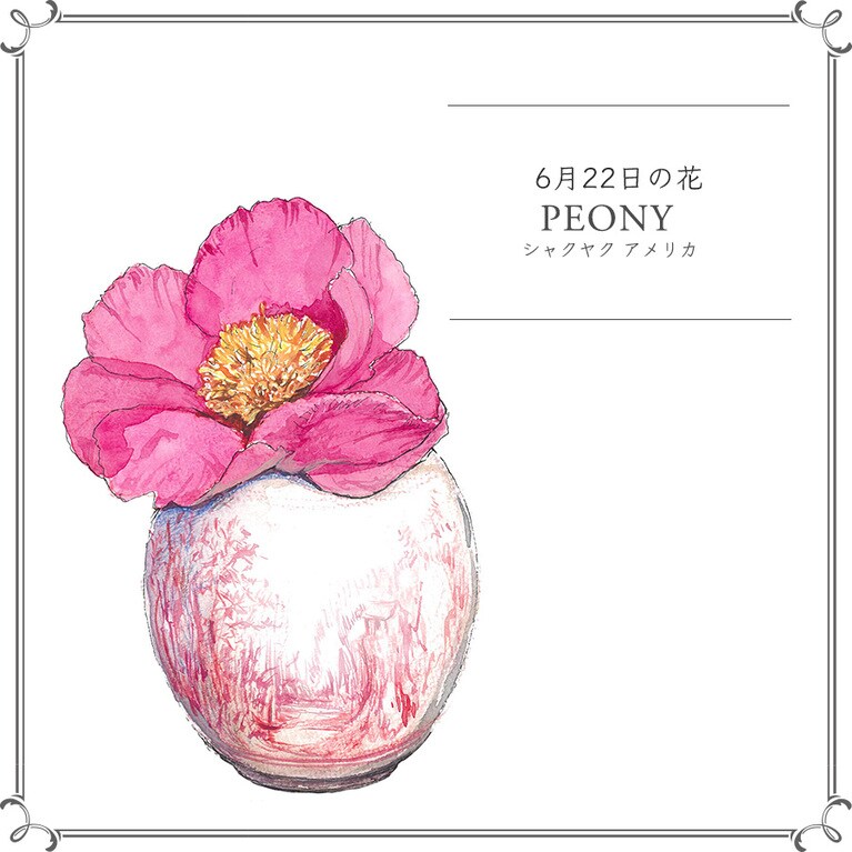 【6月22日の花】シャクヤク「アメリカ」