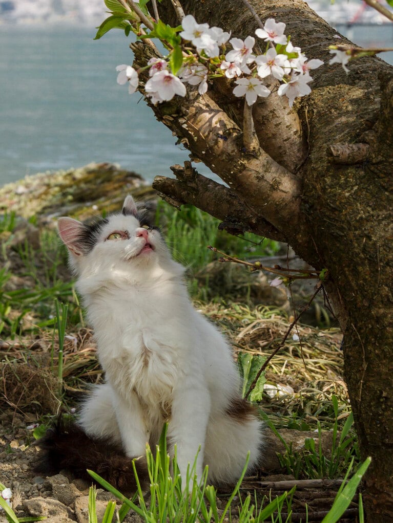 「今年も『桜』が咲いたのニャァ～♪♪」