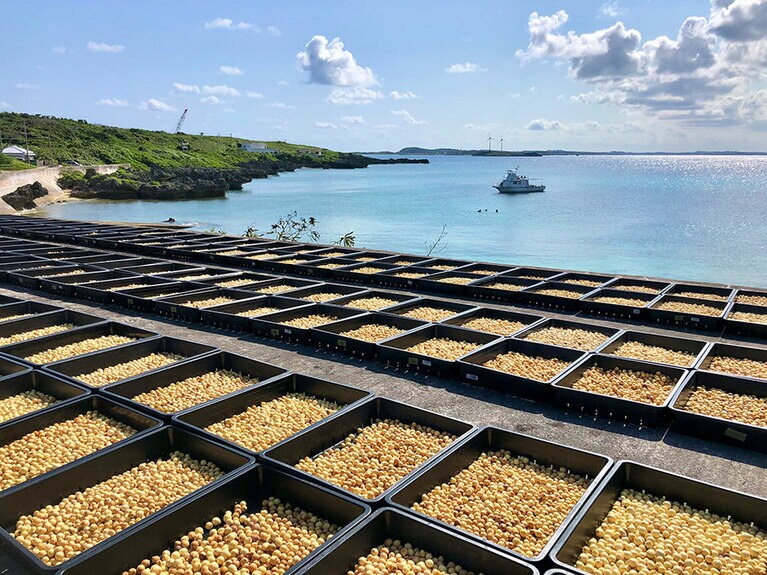 タマヌオイルが作られているのは、沖縄県宮古島の北に位置する、周囲約10Kmの小さな島「池間島」。