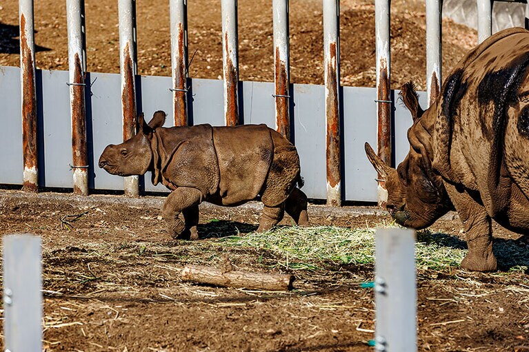 インドサイのゴポン、デコポン親子。