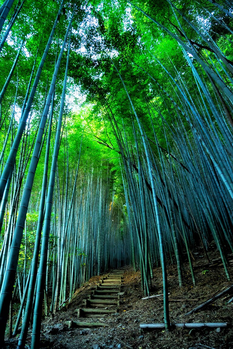 【福岡県】やわらかな木漏れ日が注がれる、神宿る竹林。