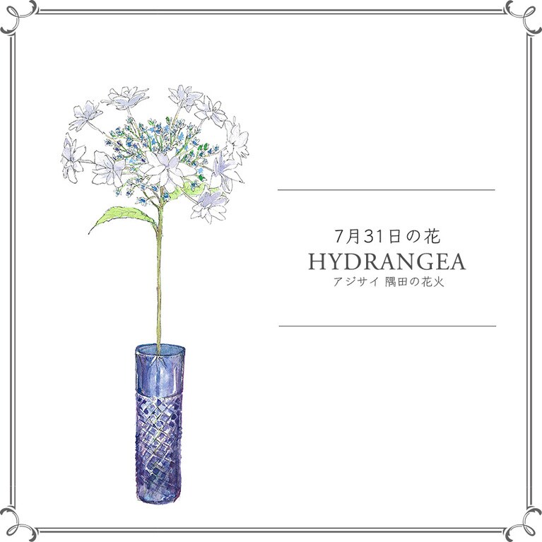 7月31日の花「アジサイ 隅田の花火」