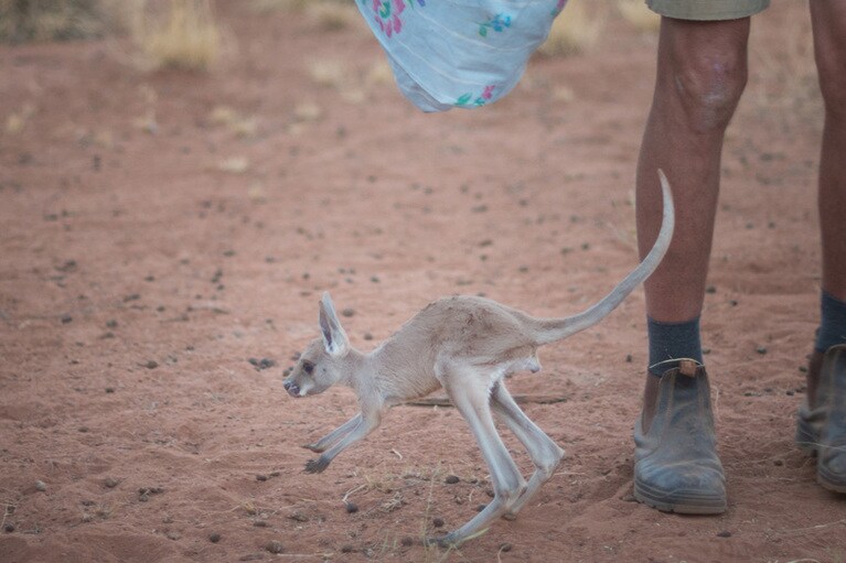 かわいいちびっこカンガルーにも出会える「カンガルー・サンクチュアリ」。ツアー参加費は、施設の運営費用に充てられます。 Photo：Tourism NT／Yuri Kardashyan