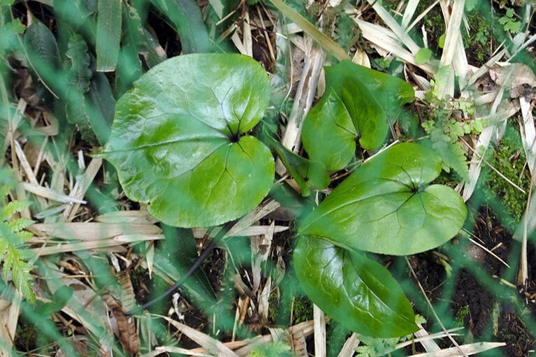 希少種を守るため、ネットで覆い、成長を見守っています。