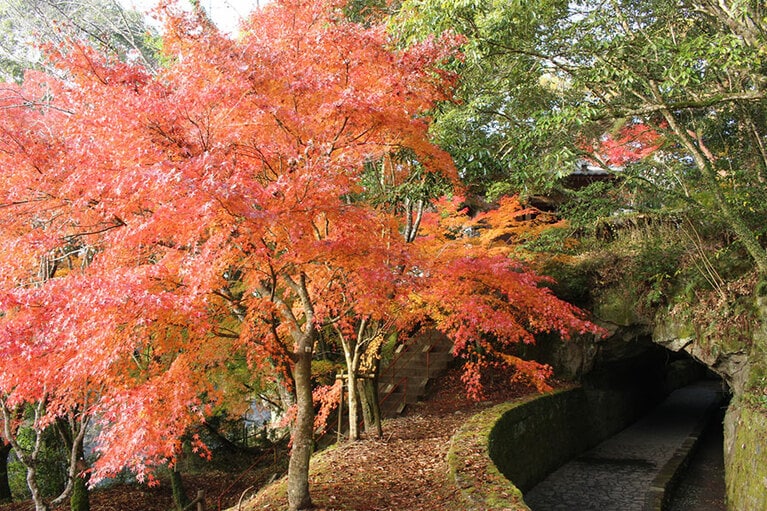 曽木の滝公園。写真協力：伊佐市役所地域振興課