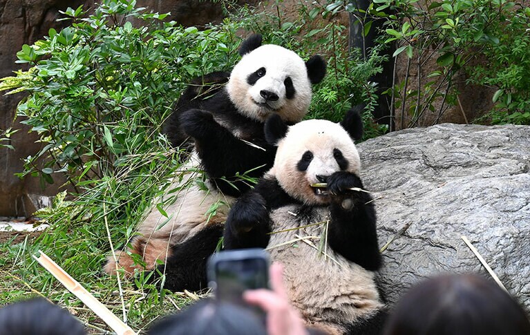 2歳の誕生日を迎えたシャオシャオとレイレイ。2023年6月23日。