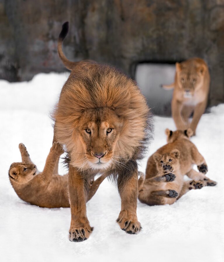 旭山動物園のオリト。「父の威厳」を見せるも……。