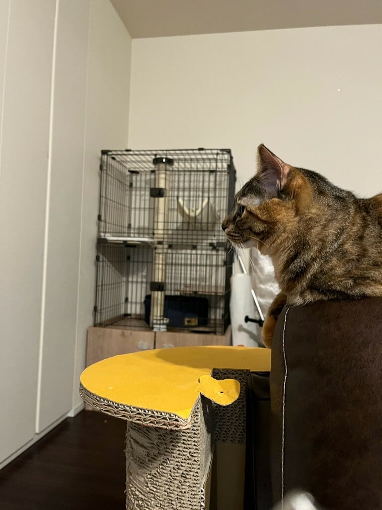 マロンの横顔。