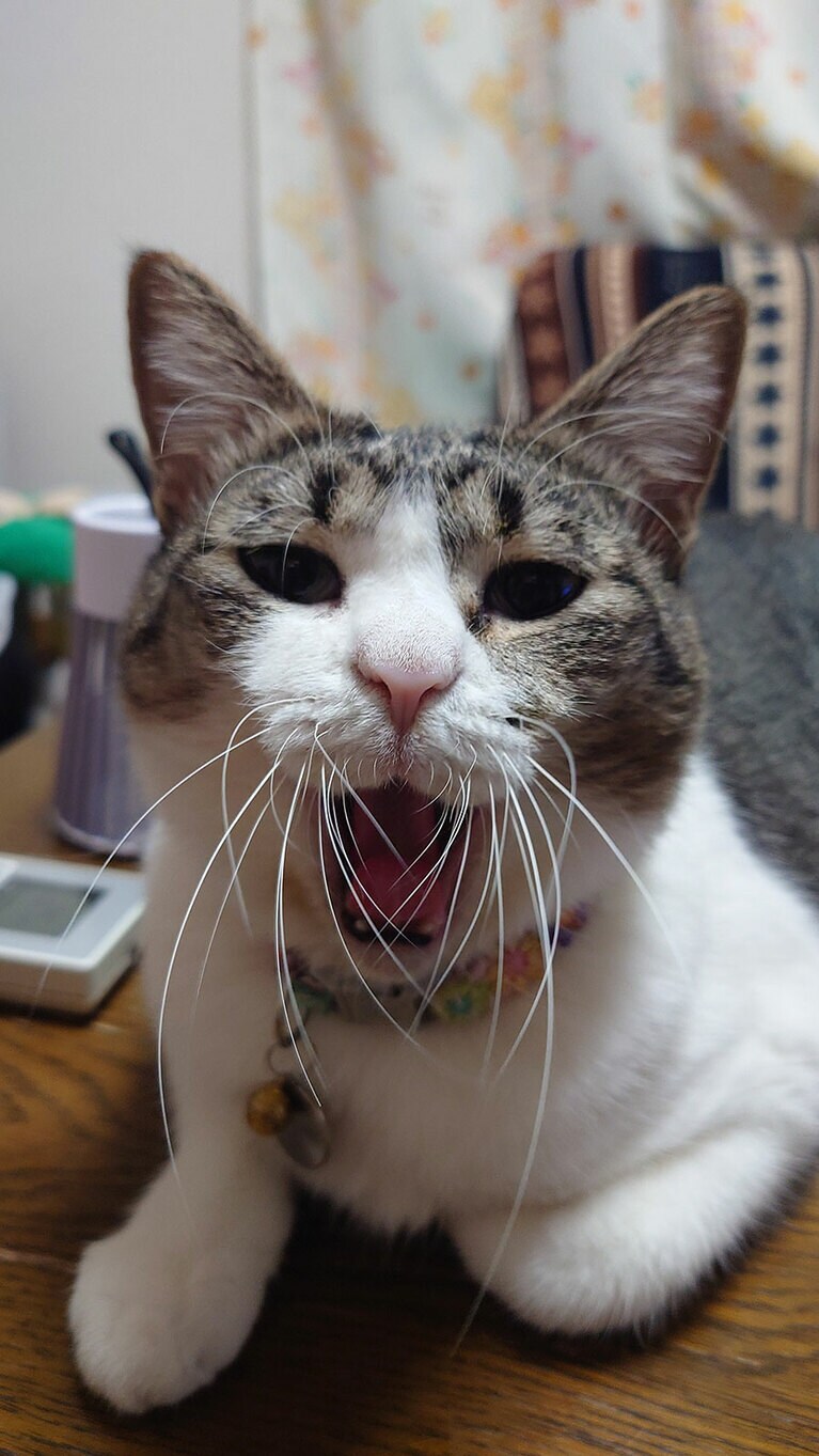 くるちゃん ♀ 推定2歳。写真を撮っていたらあくびをし偶然撮れた1枚です。おめめくりっくりの子ですがたまにブサイクになります（みさぼんさん）