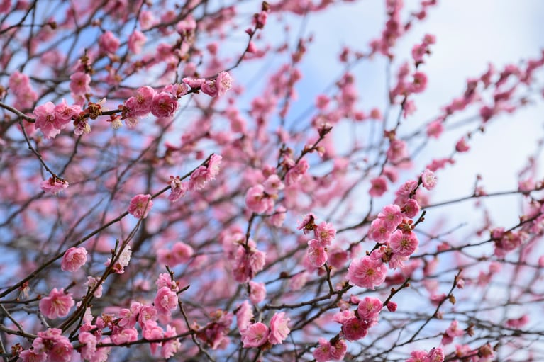《早春の絶景散歩》紅白の梅の先には瀬戸内海、園内には古墳も！西日本随一の梅の名所「綾部山梅林」へ【兵庫県】