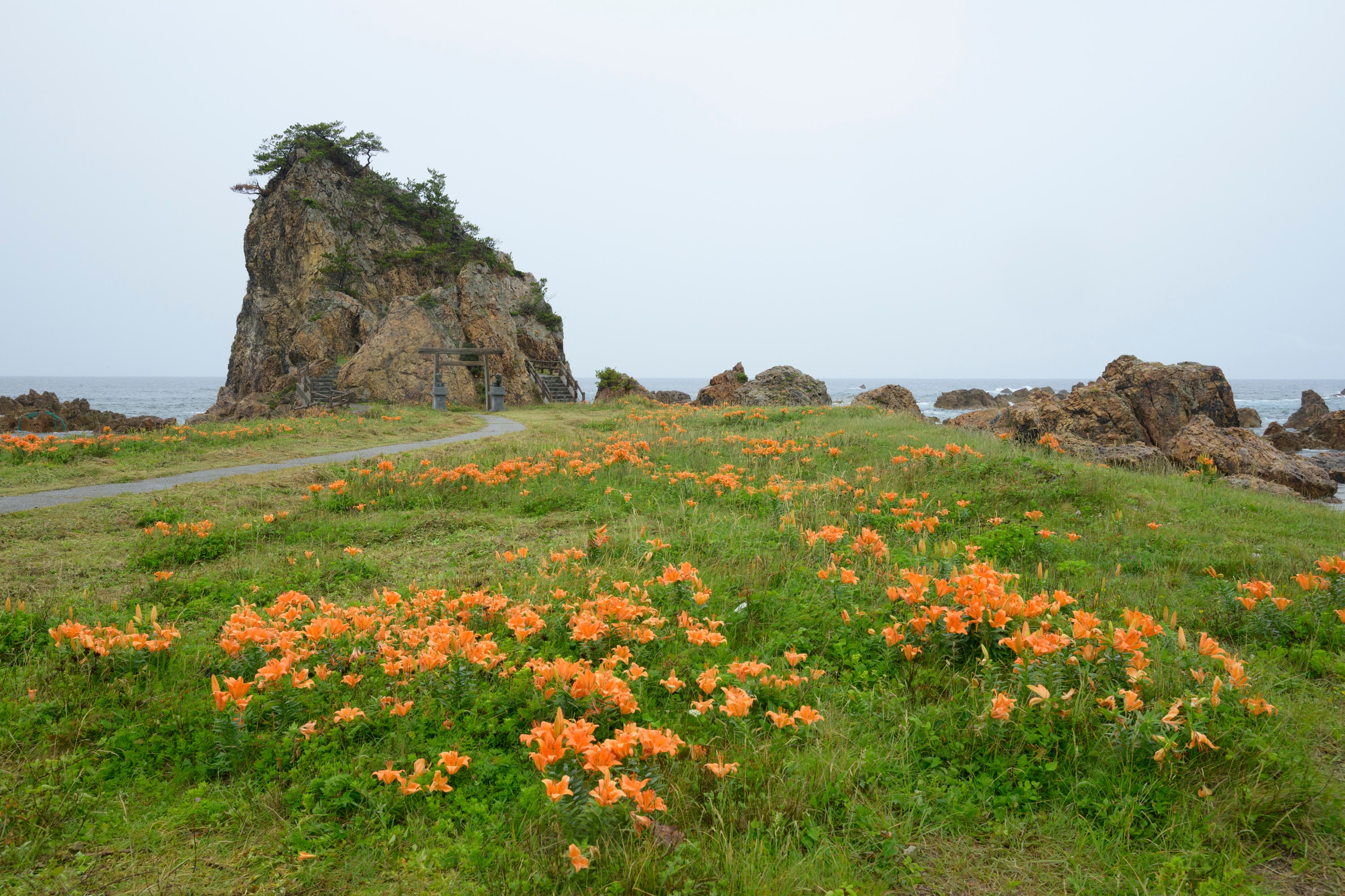 「花の島」として知られる佐渡の中でも花の名所とされる「藻浦﨑公園」。6月には「岩ユリ」が見ごろを迎える。