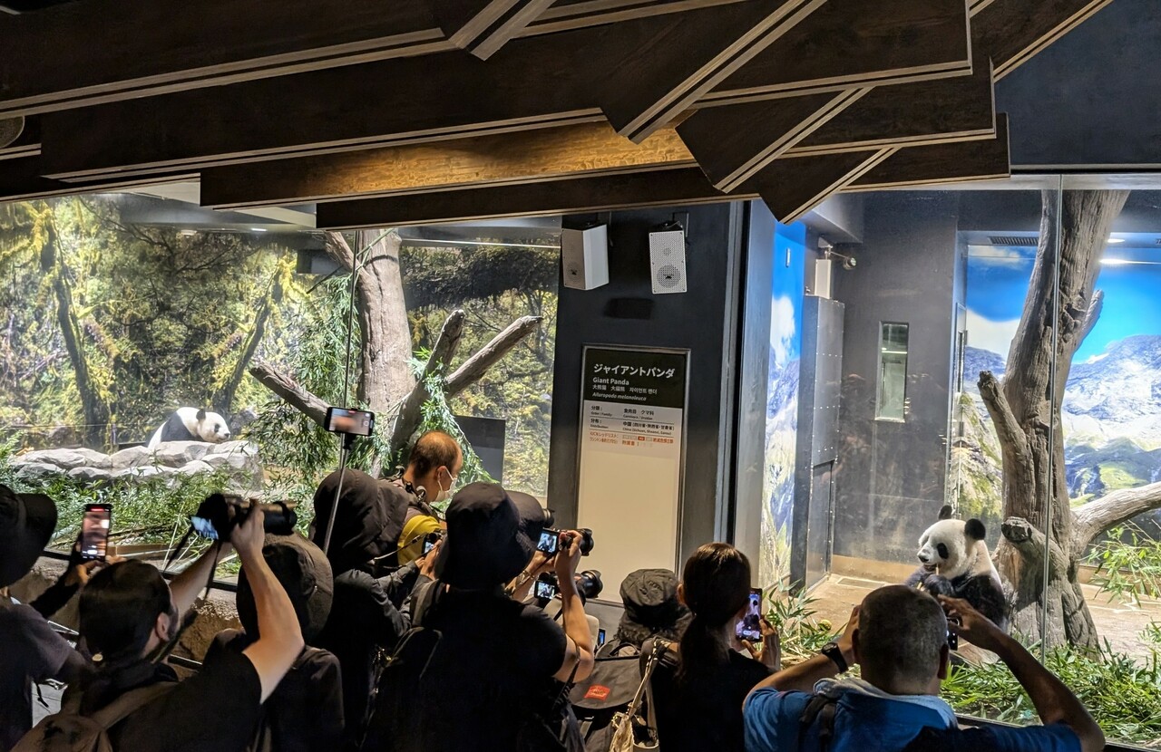 上野動物園での最終公開日のリーリー（左）とシンシン（2024年9月28日、筆者撮影）