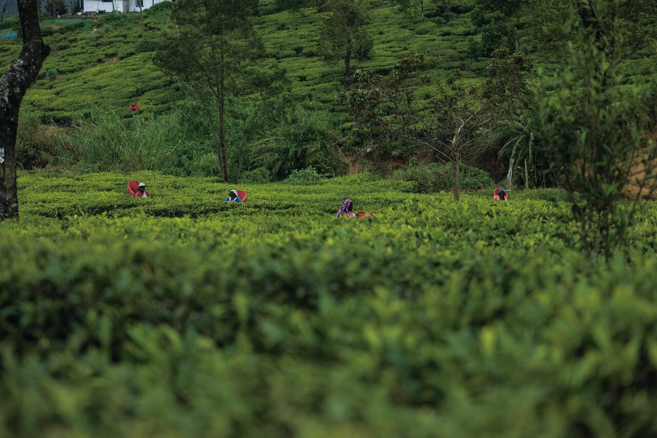 「ディルマ」の茶葉は手摘みされる。茶葉の新芽だけを摘んでいく繊細な作業は女性たちの仕事だ。