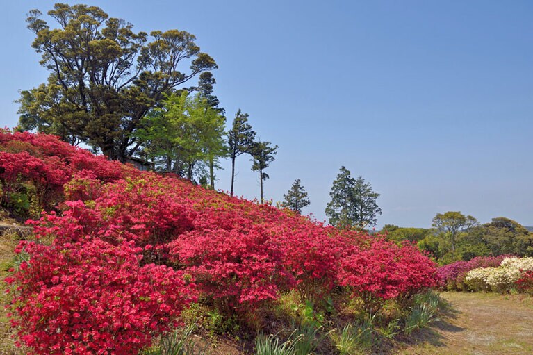 【熊本県】天竺のツツジ。