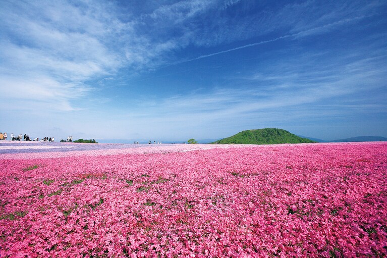 茶臼山高原の芝桜／愛知県