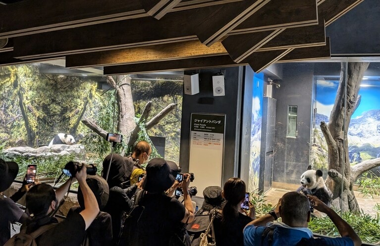 上野動物園での最終公開日のリーリー（左）とシンシン（2024年9月28日、筆者撮影）