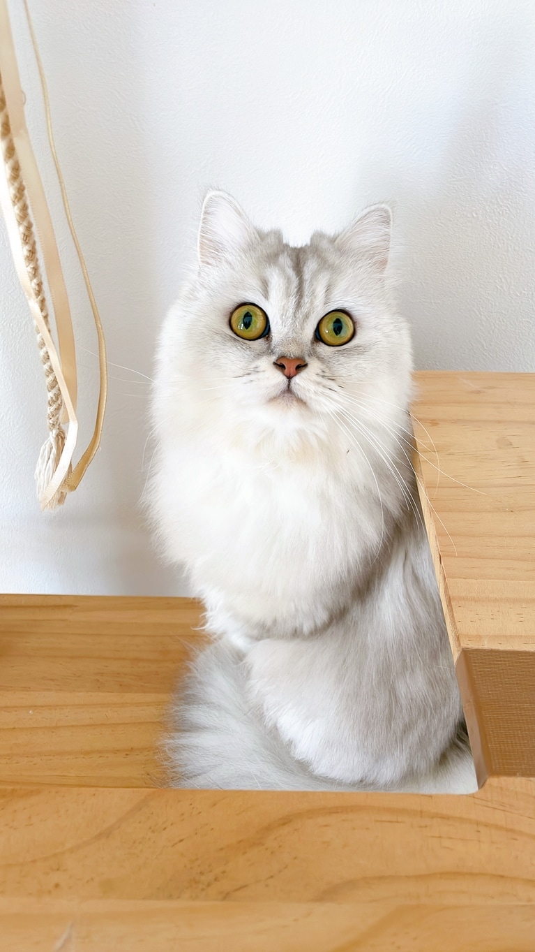 チャムレット ♀ 2歳。「ビビリで人見知りだけど、飼い主の前では天真爛漫でとっても愛くるしい子です」（飼い主さんより）。