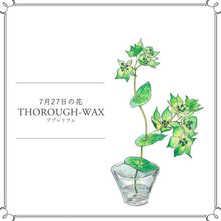 7月27日の花「ブプレリウム」