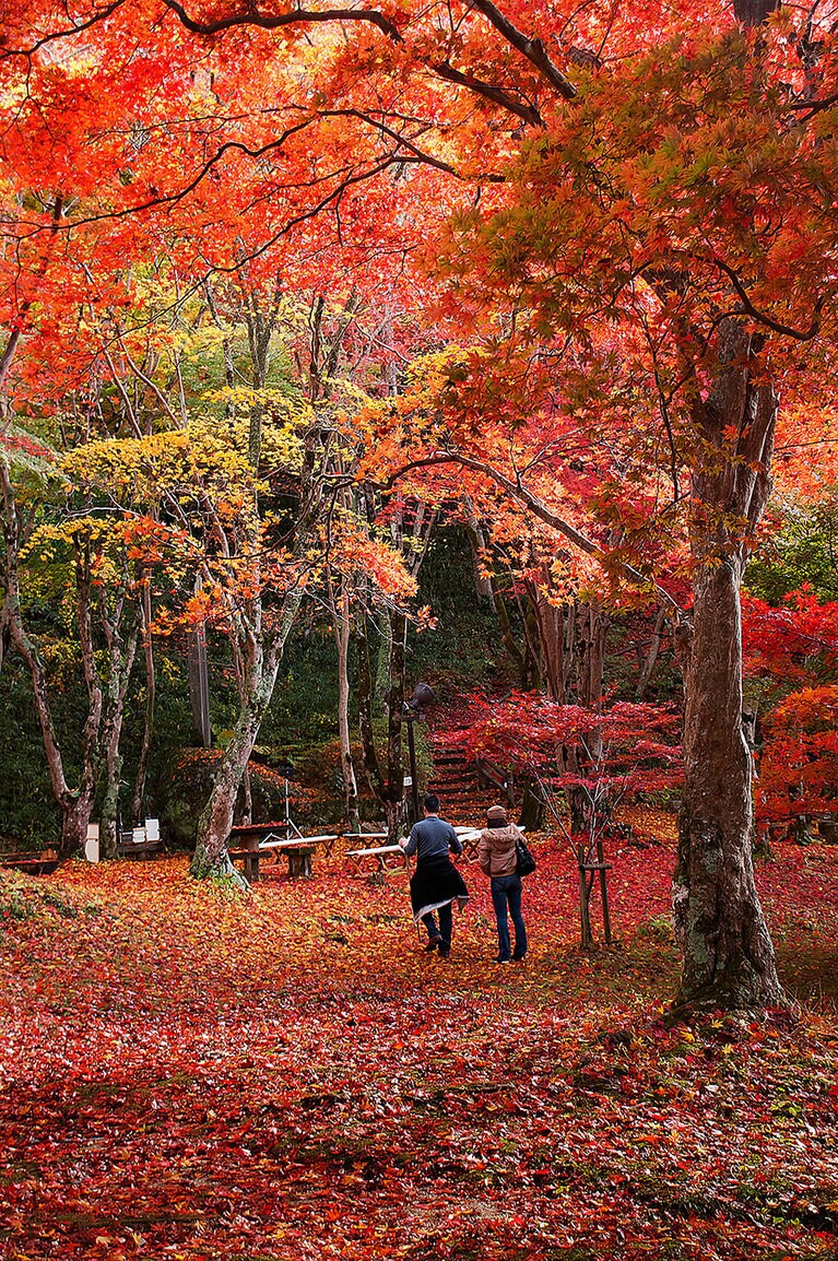 笠置山 もみじ公園の紅葉／京都府