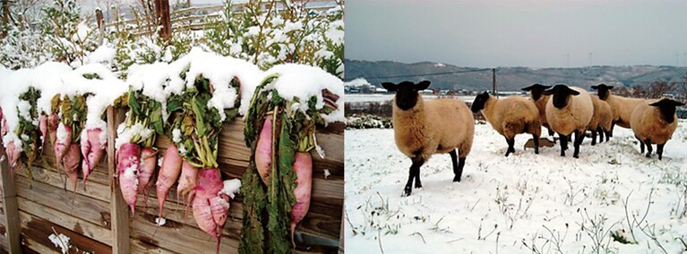 【江差 旅庭 群来】直営農場で育てられるサフォーク種の羊や野菜。宿から車で15分ほどの距離にある農場は見学も可能。地産地消にこだわり、食材は25㎞以内での収穫・水揚げのものを使用し、創作和食懐石で提供される。食事のドリンクがオールインクルーシブというのも嬉しい。