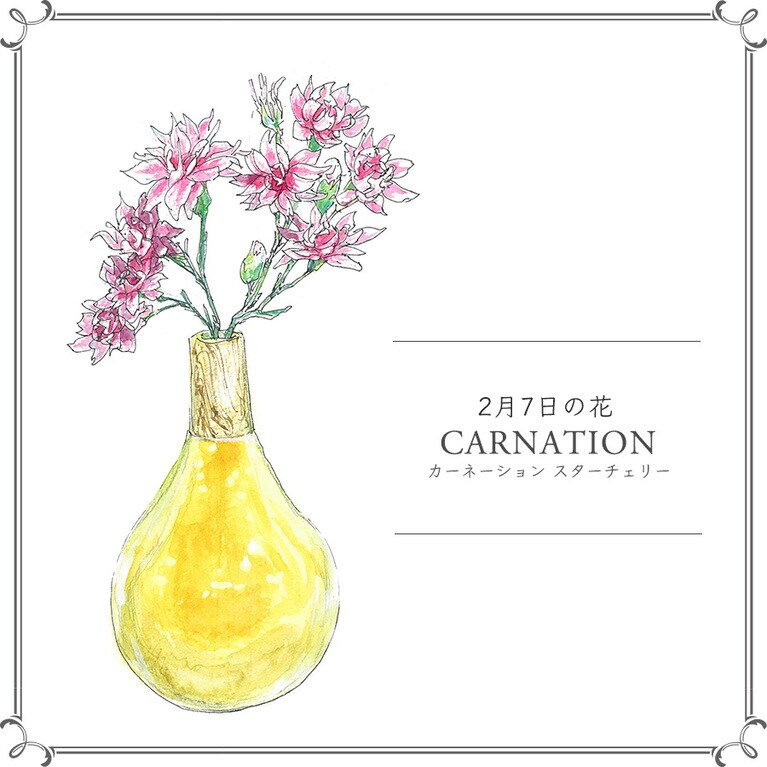 2月7日の花「カーネーション スターチェリー」