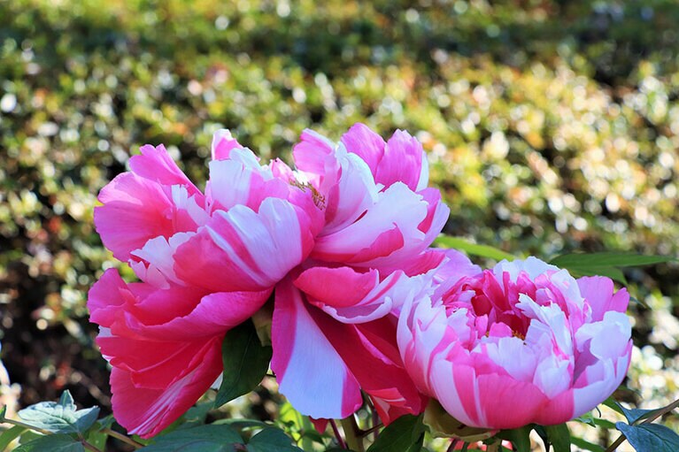 上野東照宮ぼたん苑。