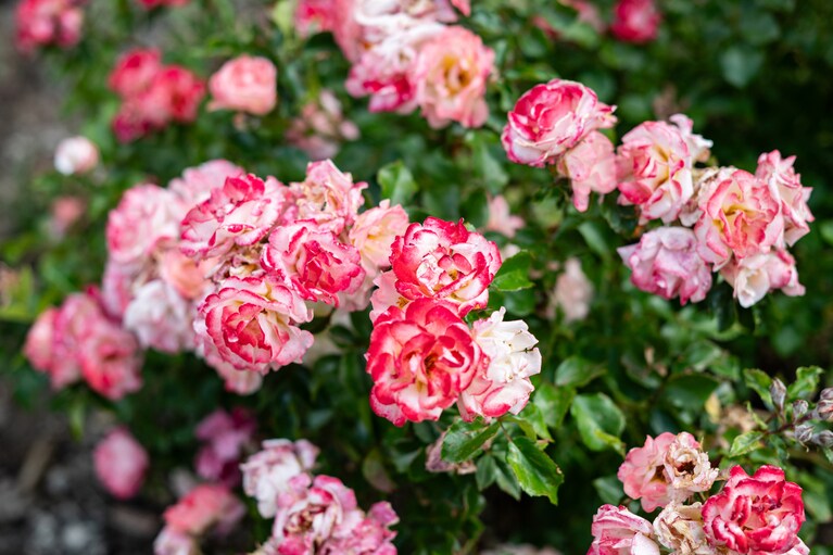 サンタフェの街角では、しばしばバラの花を見かけます。