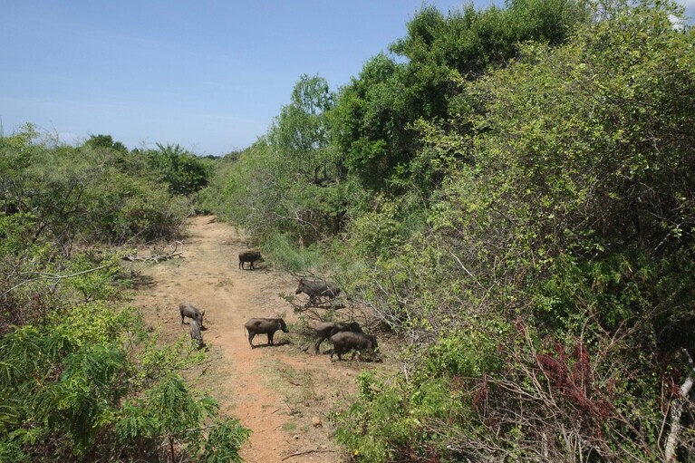 サファリスポットとして大人気のヤーラ国立公園。