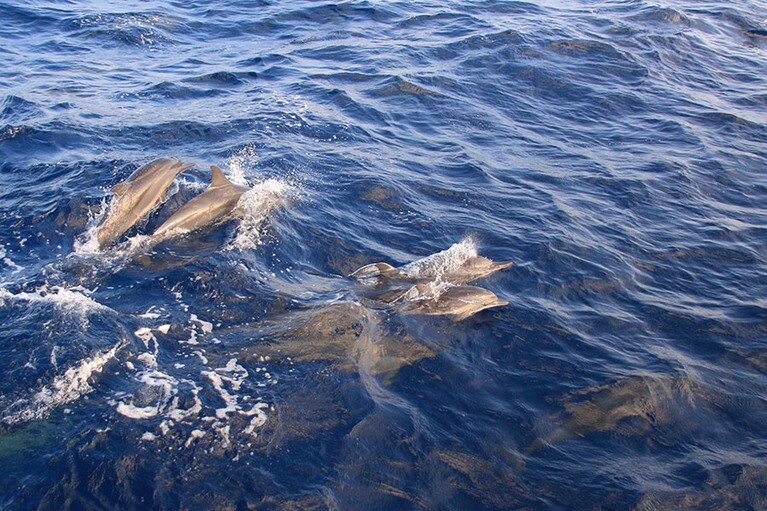 船のすぐ近くで顔を出してくれたイルカたち。