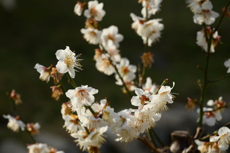 《早春の絶景散歩》紅白の梅の先には瀬戸内海、園内には古墳も！西日本随一の梅の名所「綾部山梅林」へ【兵庫県】