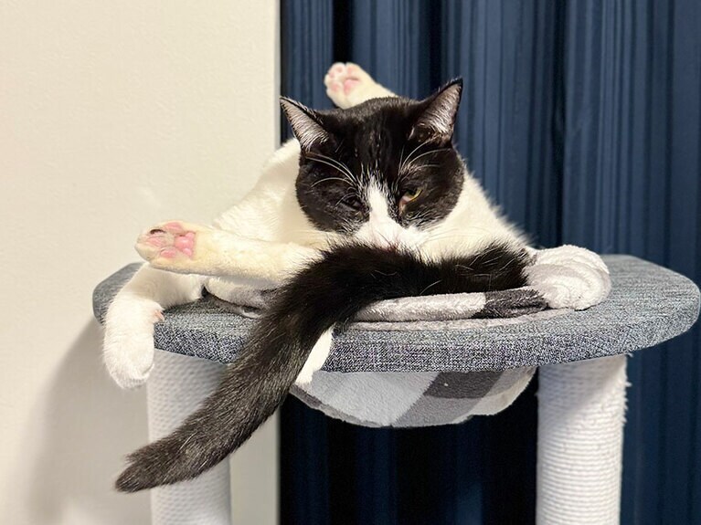 しじみ ♀ 3歳。お気に入りのキャットタワーで毛繕い中、今まで見たことがないアクロバティックな姿に驚き撮影（あきこさん）