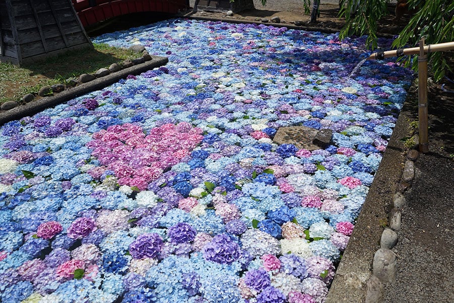 松前藩屋敷 浮き紫陽花。