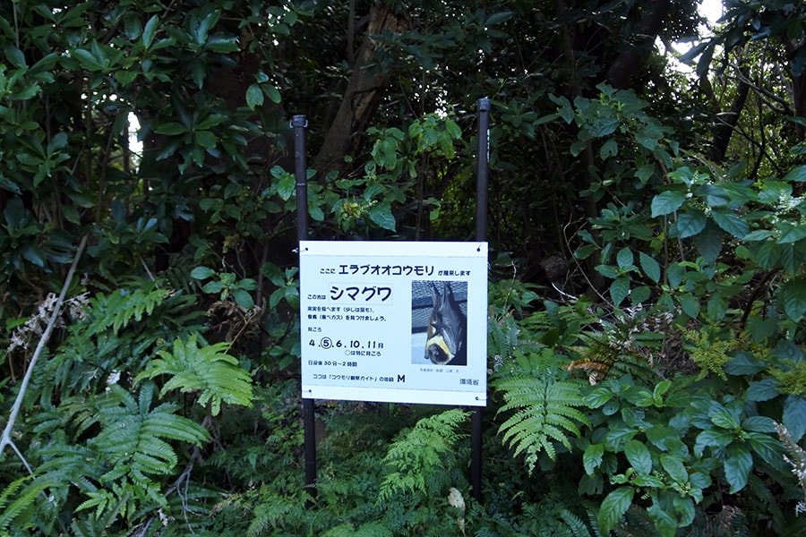 エラブオオコウモリの観察案内看板。木の名前と出没するシーズンや時間帯が表示されています。