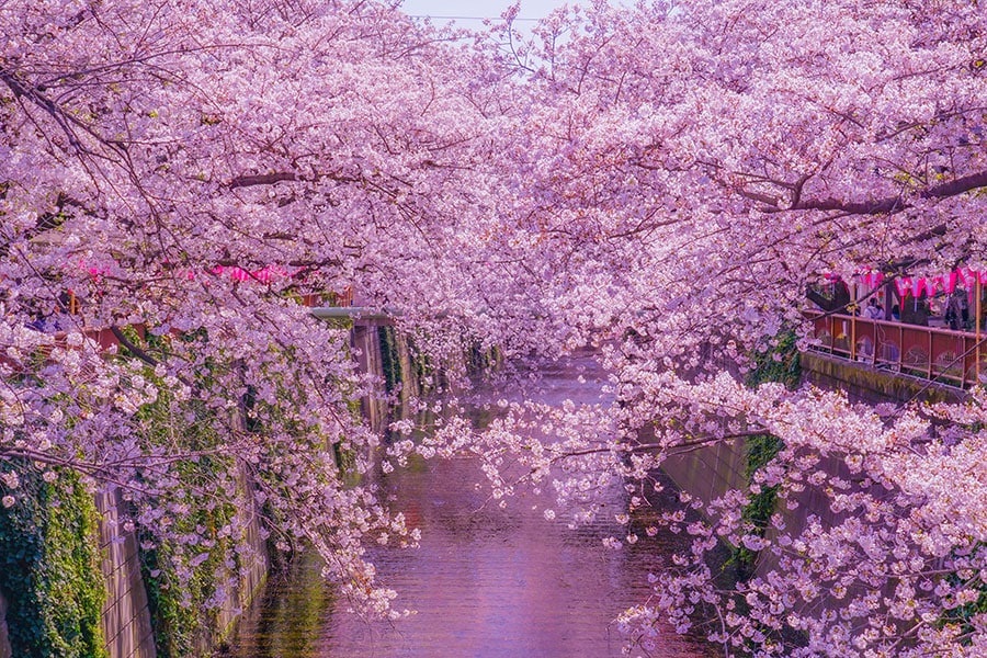 目黒川の桜。写真：makoto.h/イメージマート