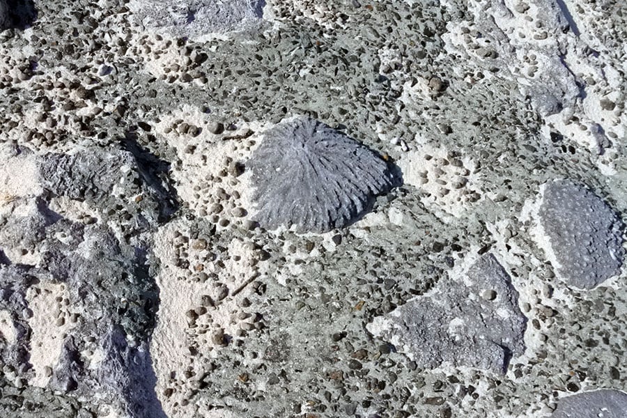 浜辺で見つけたサンゴの化石。