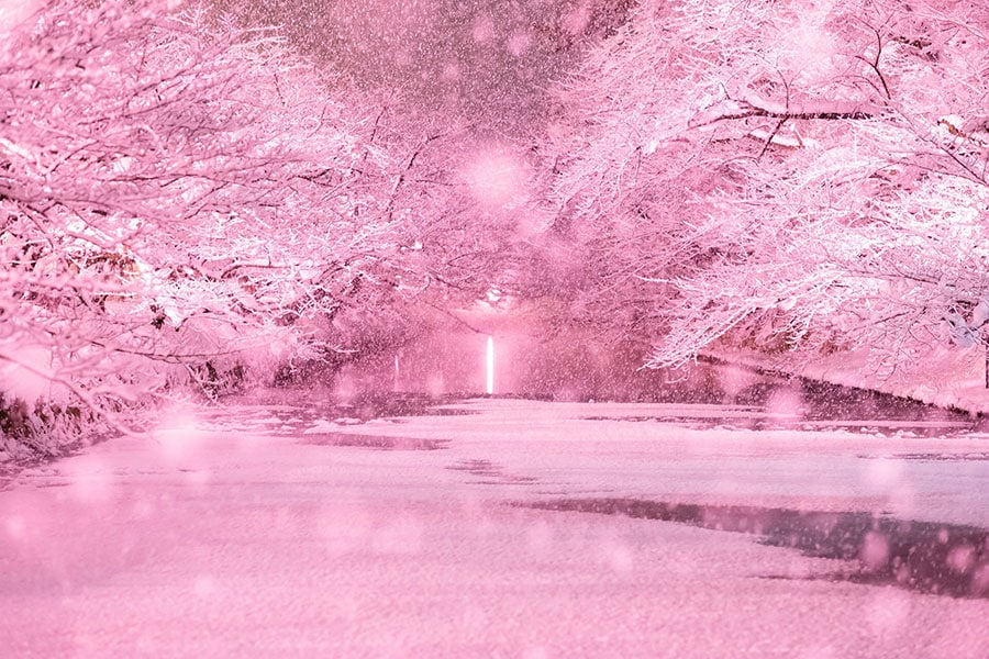 【青森県】冬に咲くさくらライトアップ。