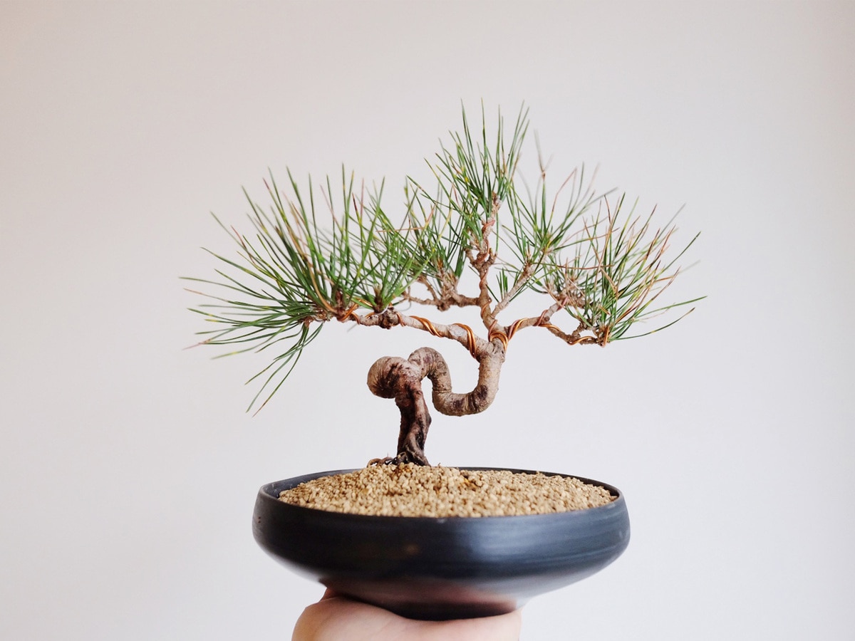 梅盆栽❗️舎利❗️理想的な姿❗️枝垂れ梅❗️真柏黒松雑木盆栽 梅盆栽❗️舎利❗️理想的な姿❗️枝垂れ梅❗️真柏黒松雑木盆栽 楽天