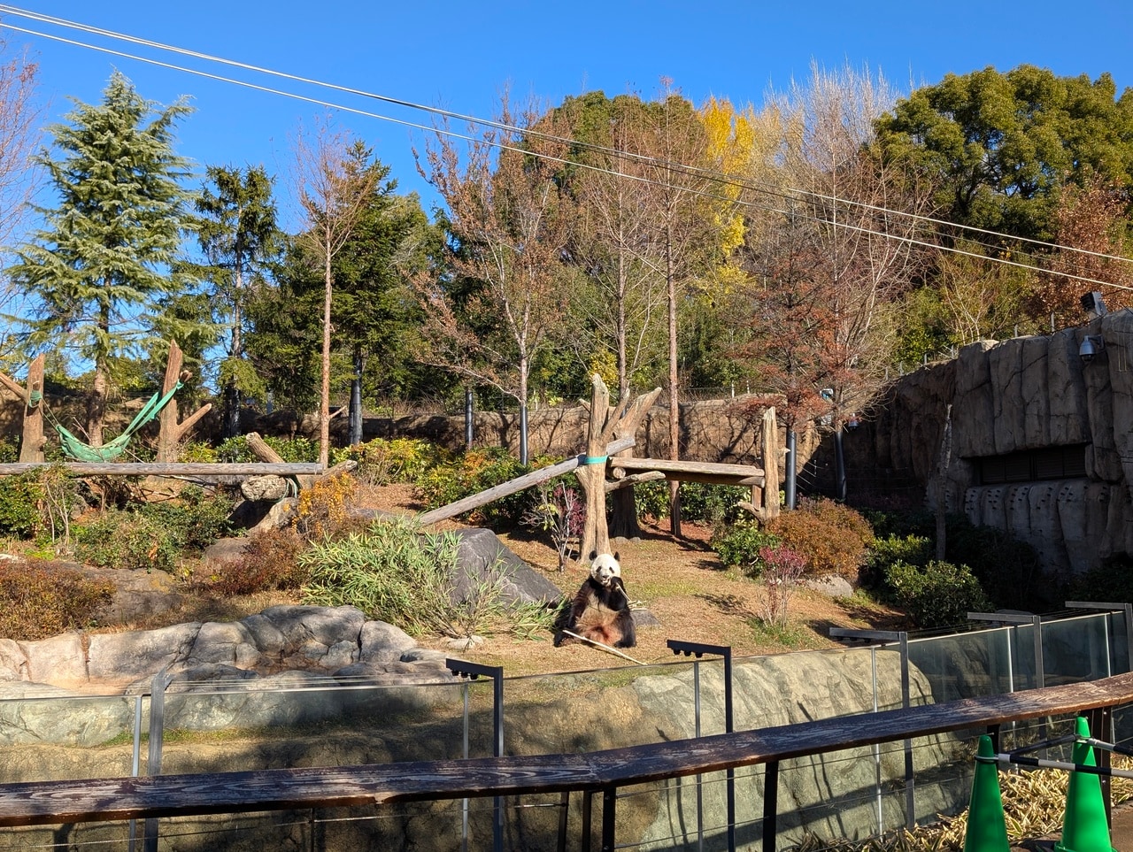 西園パンダ舎で最も広い放飼場。たくさんの樹木が植えられ、ハンモック、やぐらもある。パンダがいない間に、やぐらの左側のはしご（写真中央）を撤去して、やぐら状の工作物を設置する予定。（2025年12月26日、筆者撮影）