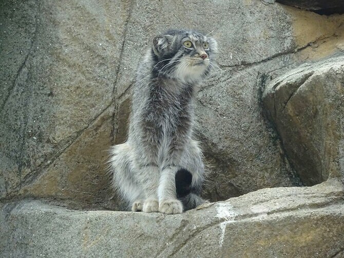 衝撃の夏マヌル。ツイッター@kobeojizooより
