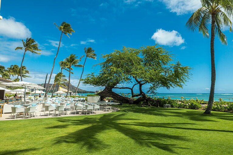 太陽の光が降り注ぐ中庭には、樹齢130年のキアヴェの木が。