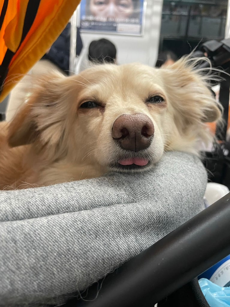 うちの子ベストショット①「ちょっと眠すぎ」