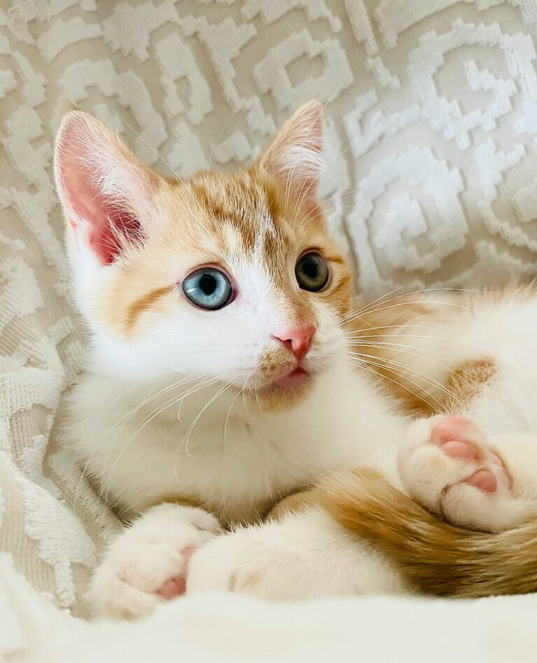 ひめ ♀ 3カ月。ラムネのビー玉のような瞳にうっとり。