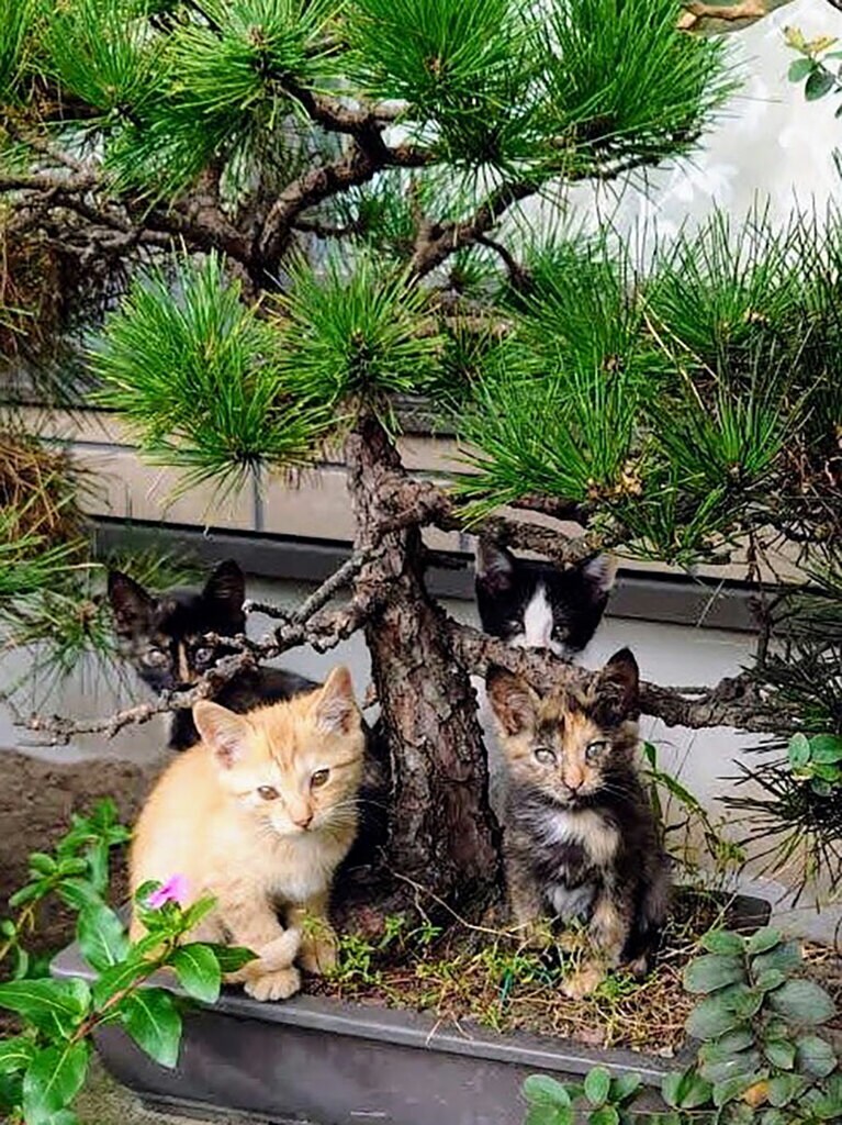 縁、蘭、ニニ、オム ♀ 2カ月のころ。盆栽で集合ニャ（縁蘭かあさんさん）