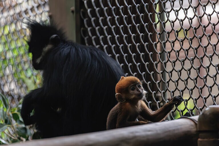 チョコとミント。