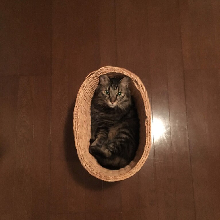 ゴミ箱にすっぽり入ったところを真上から。