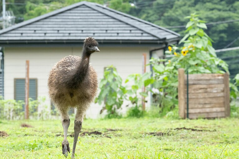 エミュー。